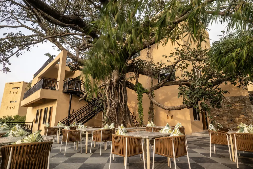The deck and the old tree